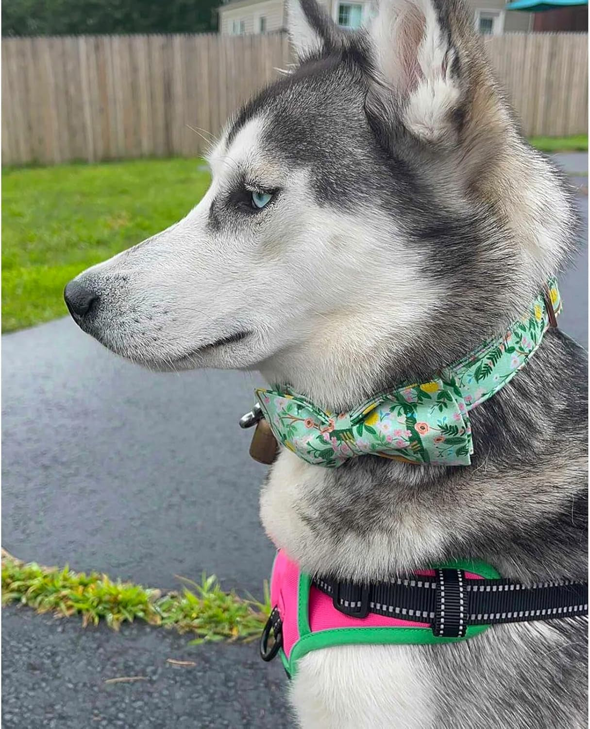 Premium Floral Dog Collars, Bowtie Dog Collar, Adjustable Heavy Duty Girl Dog Collar with Bow for Medium Dogs