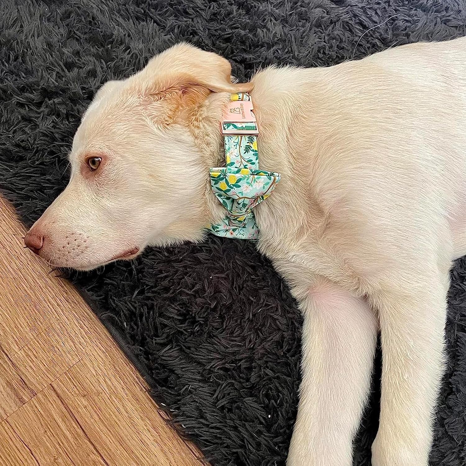 Premium Floral Dog Collars, Bowtie Dog Collar, Adjustable Heavy Duty Girl Dog Collar with Bow for Medium Dogs