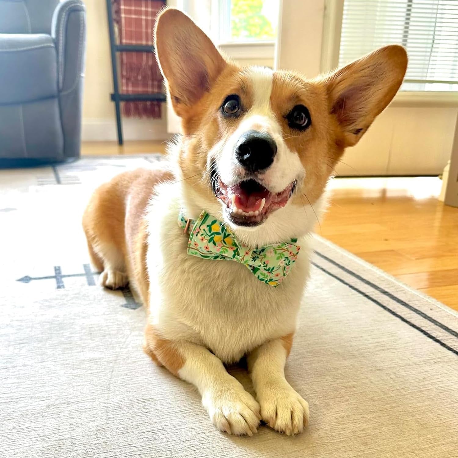 Premium Floral Dog Collars, Bowtie Dog Collar, Adjustable Heavy Duty Girl Dog Collar with Bow for Medium Dogs